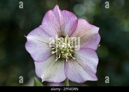 Lenzrose (Hybrid Helleborus orientalis), Emsland, Niedersachsen, Deutschland Stockfoto