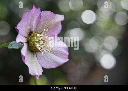 Lenzrose (Hybrid Helleborus orientalis), Emsland, Niedersachsen, Deutschland Stockfoto