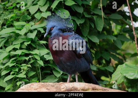 Victoria Krontaube (Goura victoria), erwachsen, gefangen, Papua-Neuguinea Stockfoto