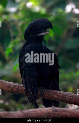 Langschnapper Regenschirmvogel (Cephalopterus penduliger), Erwachsener, auf Baum, Kolumbien, Südamerika Stockfoto