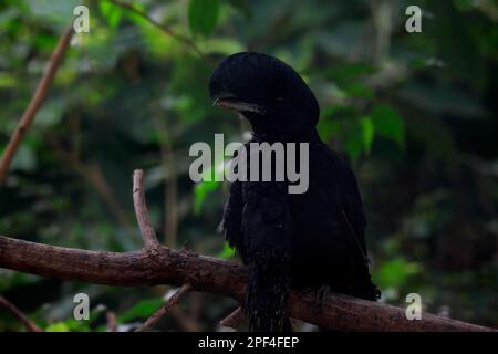 Schirmvogel (Cephalopterus penduliger), Erwachsener, Porträt, auf Baum, Kolumbien, Südamerika Stockfoto