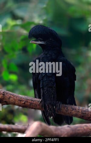 Langschnapper Regenschirmvogel (Cephalopterus penduliger), Erwachsener, auf Baum, Kolumbien, Südamerika Stockfoto