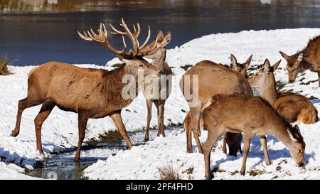 Rotwild (Cervus elaphus) Rotwild im Winter, Herde, Hirsch im Schnee mit Hintern an einem Ufer, Schleswig-Holstein, Deutschland Stockfoto