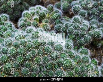 Rebutia (Rebutia albiflora) Kaktus Stockfoto