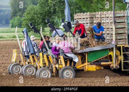 Weißer Spargel wird gepflanzt, einjährige Setzlinge. Helfer und eine Spezialmaschine sind erforderlich, Riegel am Kaiserstuhl, Baden-Württemberg, Deutschland Stockfoto