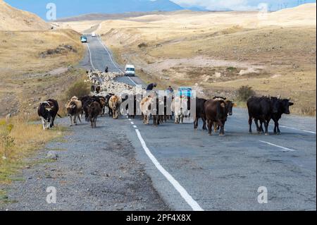 Shepherd führt eine Gruppe von Kühen und Schafen eine Straße entlang, Provinz Tavush, Armenien Stockfoto