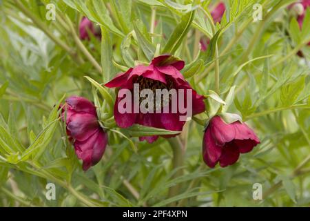 Delavay's Bush Peony, Delavayi's Bush Peony, Peony Family, Tree Peony, Paeonia Delavayi Stockfoto