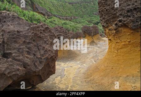 „Pilzfelsformationen“ mit „Wabendecke“, erodiertem Küstenfelsen auf Wellenplattform, Yehliu Geopark, Yehliu Promontory, Taiwan Stockfoto