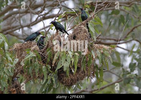 Erwachsene Metallakar (Aplonis metallica), an Nestern in Nistkolonie auf Eukalyptusbaum, Kingfisher Park, Atherton Tableland, Great Dividing Stockfoto