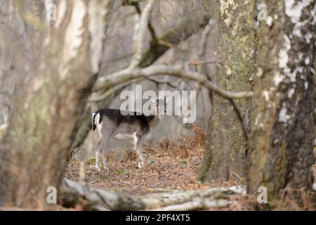 Fallow Deer (Dama dama) Doe, Standing in Silver Birch (Betula pendula) Woodland, Cannock Chase, Staffordshire, England, Vereinigtes Königreich Stockfoto