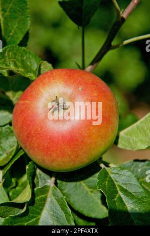 Apfelkultivierung (Malus domestica) „Discovery“, Nahaufnahme von Früchten, Anbau in Obstgarten, Norfolk, England, Vereinigtes Königreich Stockfoto