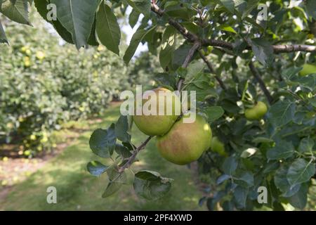 Apfel (Malus domestica) „Bramley“, Nahaufnahme von Früchten, auf einem Baum in Obstgarten, England, Vereinigtes Königreich Stockfoto