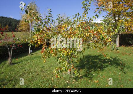 Zierapfel „John Downie“ (Malus sp.) "John Downie", Wachstumsgewohnheit, mit reifem Obst, im Garten, Powys, Wales, Herbst Stockfoto