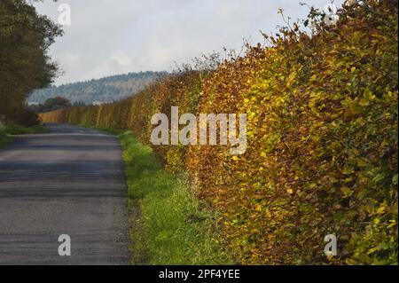 Buchenhecke (Fagus sylvatica) mit herbstfarbenen Blättern, die am Straßenrand wächst, Bleasdale, Lancashire, England, Vereinigtes Königreich Stockfoto