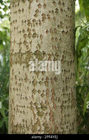 Europäische gemeine Aspe (Populus tremula) Nahaufnahme des Stamms, der im Flusstal Fen, Redgrave und Lopham Fen N. R. Waveney Valley, Suffolk wächst Stockfoto