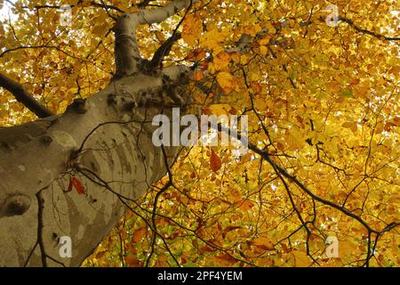 Blätter von Kupferbuche (Fagus sylvatica), die vom Stamm bis zum Baumkronen flattern, Powys, Wales, Herbst Stockfoto