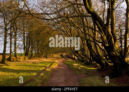 Gemeine Buche (Fagus sylvatica), reife Bäume entlang des Fußwegs, Macmillan Way West Fußweg, Great Hill, Triscombe Stone, Quantock Hills Stockfoto