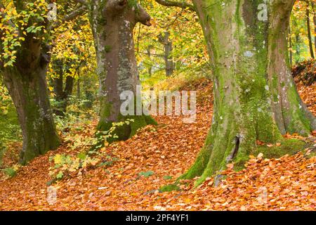 Habitat der gewöhnlichen Buchenwälder (Fagus sylvatica), mit gefallenen Blättern, Dorset, England, Vereinigtes Königreich Stockfoto