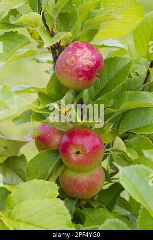 Apfelbaum (Malus domestica) „Sunset“, Nahaufnahme von Früchten, auf Bäumen in ökologischem Obstgarten, Powys, Wales, Vereinigtes Königreich Stockfoto