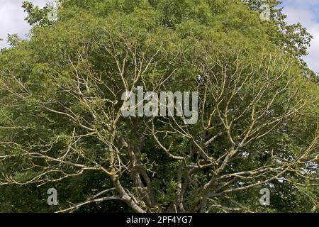 Ascheabsterbende Äste, verursacht durch Ascheabfälle (Chalara fraxinea), Norfolk, England, Vereinigtes Königreich Stockfoto