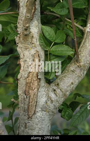 Europäische Asche (Fraxinus excelsior) Nahaufnahme von Rinde mit Läsionen durch die Pilzkrankheit Aschewuchsack (Chalara fraxinea) in Hecken Stockfoto