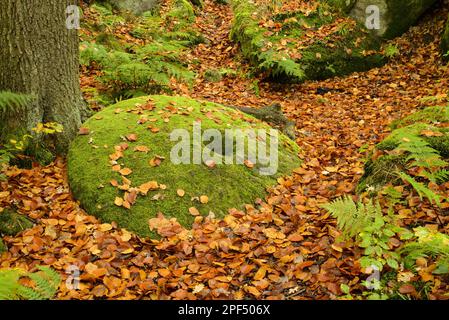 Gemeine Buche (Fagus sylvatica) mit Laub und Moos bedeckte verlassene Mühlsteine auf dem Waldboden, Padley Gorge, Dark Peak, Peak District N. P. Stockfoto