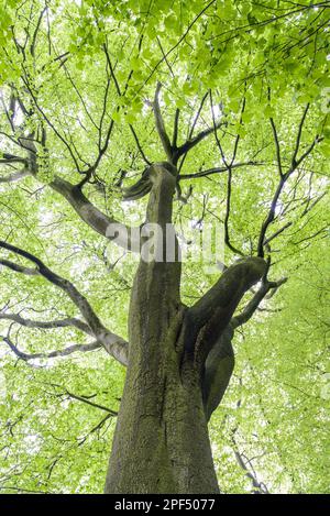 Common Beech (Fagus sylvatica) Trunk and Canopy, Staffordshire, England, Vereinigtes Königreich Stockfoto