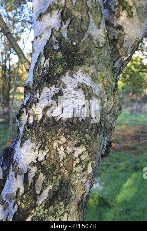 Silberbirke (Betula pendula) Nahaufnahme des Stamms, wächst im Wald am Rande von Fen, im Talreservat Fen, Market Weston Fen, Market Weston Stockfoto