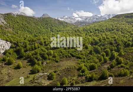 Gemeine Buche (Fagus sylvatica) Lebensraum des Hochgebirgswaldes, nahe Tresviso, Picos de Europa, Kantabrische Berge, Spanien Stockfoto