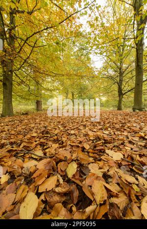 Laubstreu aus gewöhnlichem Buche (Fagus sylvatica) auf dem Boden in Waldhabitat, Shrugborough, Staffordshire, England, Vereinigtes Königreich Stockfoto