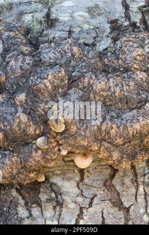 Antarctic Beech Nahaufnahme von Globulaltumoren am Rumpf, Malformation durch Cyttaria-Pilz, Bahia Wulaia, I. Stockfoto