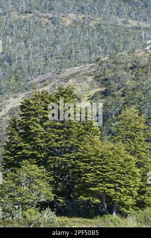 Antarktis-antarktis-Buche (Nothofagus antarctica), mit Coigue de guindo (Nothofagus betuloides) wächst auf dem Berg, Ainsworth Bay, Süden Stockfoto