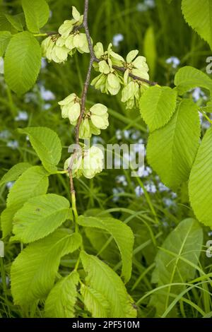 Wych wych Ulm (Ulmus glabra) Nahaufnahme von Früchten und Blättern, Estland, Frühling Stockfoto