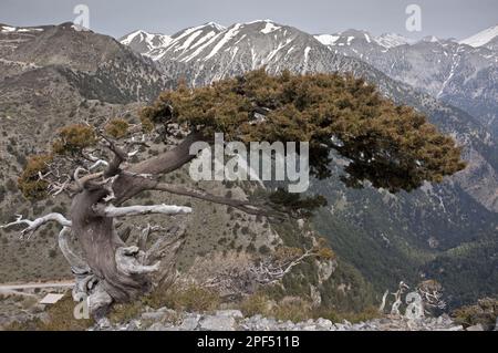 Italienische Zypresse (Cupressus sempervirens forma horizontalis), einheimischer alter Baum, Gewohnheit, wächst in den Bergen, Weiße Berge, Kreta, Griechenland Stockfoto