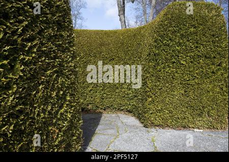 Leyland Cypress (Cupressus x leylandii) Hecke im Park, Gronsoo Castle, Gronso Island, Uppsala County, Uppland, Schweden Stockfoto