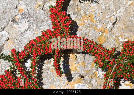 Wall Cotoneaster (Cotoneaster horizontalis) Nahaufnahme reifer Beeren im Garten, Dorset, England, Vereinigtes Königreich Stockfoto