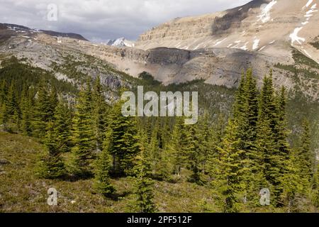 Subalpine Tanne (Abies lasiocarpa) und Weiße Fichte (Picea engelmannii) gemischter Waldlebensraum in der Nähe des Helen Lake, Banff N. P. Rocky Mountains Stockfoto