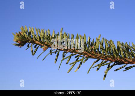 Nordmann Fir (Abies nordmanniana) Nahaufnahme von Nadeln, kommerziell angebauter weihnachtsbaum, Suffolk, England, Großbritannien Stockfoto