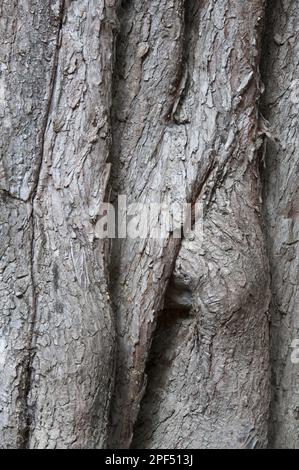 Monterey Cypress (Cupressus macrocarpa) führte Arten ein, Nahaufnahme des Stamms, Provinz Lago Puelo N. P. Chubut, Patagonien, Argentinien Stockfoto