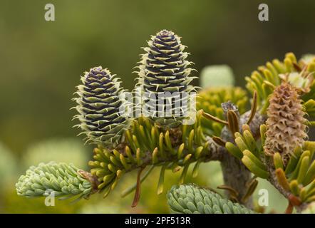 Balsamtanne (Abies balsamea) Nahaufnahme weiblicher Zapfen, Neufundland, Kanada Stockfoto