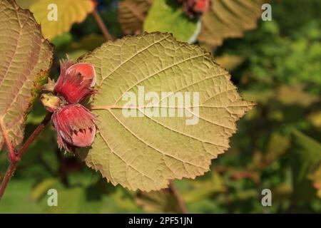 Nahaufnahme von Nüssen und der Unterseite von Blättern, die im Wald wachsen, Vicarage Plantation, Mendlesham, Suffolk Stockfoto