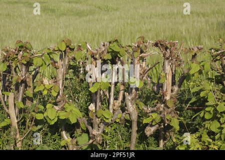 Common Hazel (Corylus avellana), der in geschnittener Hecke am Rande des Feldes Gerste (Hordeum vulgare), Thorner, West Yorkshire, England, Vereinigtes Königreich angebaut wird Stockfoto