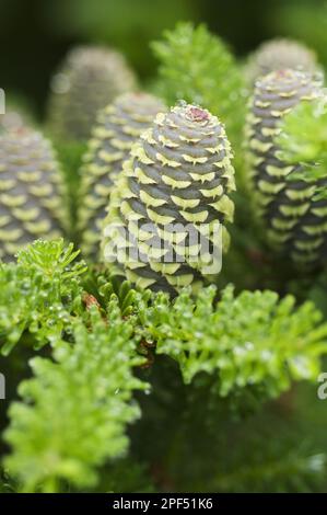 Koreanische Tanne (Abies koreana) Nahaufnahme des Kegels Stockfoto