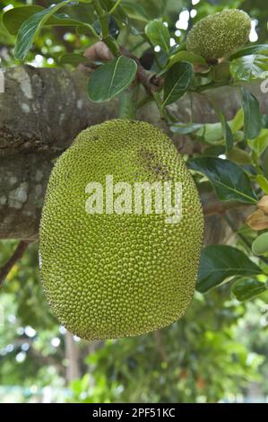 Jackfruchtbaum (Artocarpus heterophyllus) aus der Nähe der Früchte, Rock View Village, Guyana Stockfoto