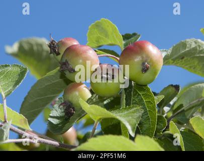 Apfel zu Zierzwecken (Malus sp.) „Evereste“, Nahaufnahme von Obst, Northumberland, England, Großbritannien Stockfoto