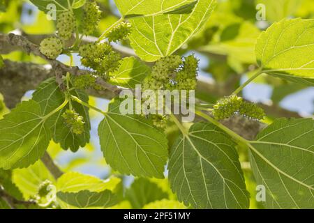 Nahaufnahme von reifen Früchten aus weißer Maulbeere (Morus alba), Spanien Stockfoto