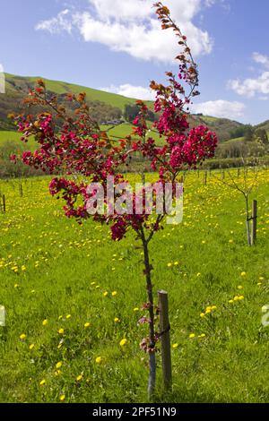 Apfel zu Zierzwecken (Malus sp.) „Harry Baker“, blühend in Bio-Obstgärten, Powys, Wales, Vereinigtes Königreich Stockfoto