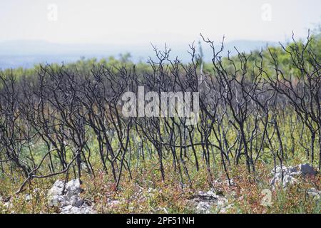 Kermes Eiche (Quercus coccifera) regeneriert sich nach einem Brand im Garrigue Habitat, nahe Minerve, Herault, Languedoc-Roussillon, Frankreich Stockfoto