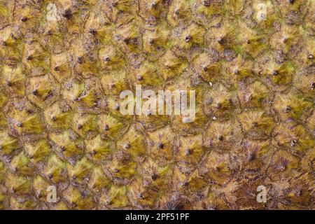 Jackfrucht (Artocarpus heterophyllus) reife Frucht, Nahaufnahme der Hautstruktur, Palawan-Insel, Philippinen Stockfoto
