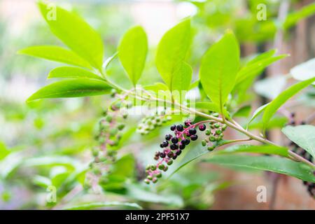 Nahaufnahme von Phytolacca americana Frucht mit lila und rosa Beeren. Pokeweed Pflanze im Garten in der Herbstsaison Stockfoto